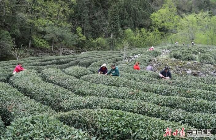 有关于文县李子坝：茶园吐新芽 采茶正当时的内容(3)