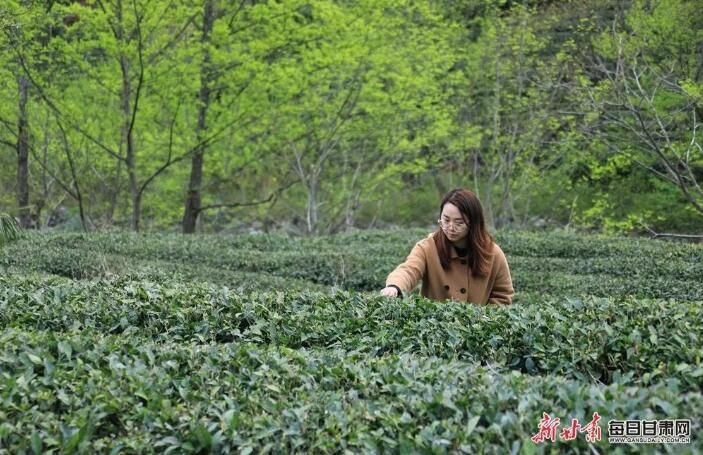 有关于文县李子坝：茶园吐新芽 采茶正当时的内容(1)