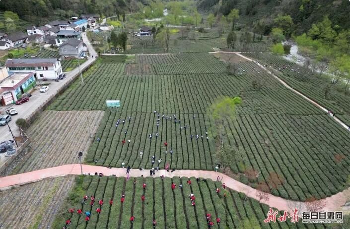 有关于文县李子坝：茶园吐新芽 采茶正当时的内容(4)