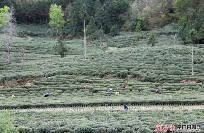 有关于文县李子坝：茶园吐新芽 采茶正当时的内容(5)