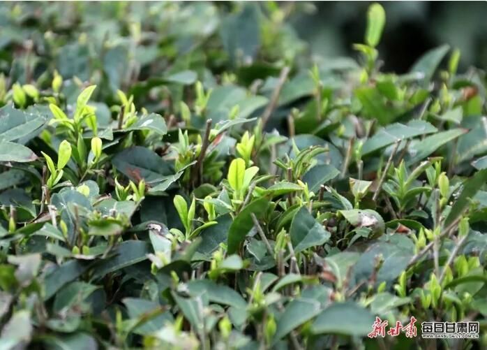 有关于文县李子坝：茶园吐新芽 采茶正当时的内容(2)