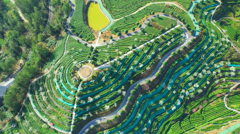 关于创建天府旅游名县，万源：做好茶旅融合富民文章，奏响乡村振兴和美乐章的消息(4)