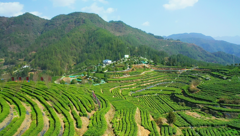 关于创建天府旅游名县，万源：做好茶旅融合富民文章，奏响乡村振兴和美乐章的消息(5)
