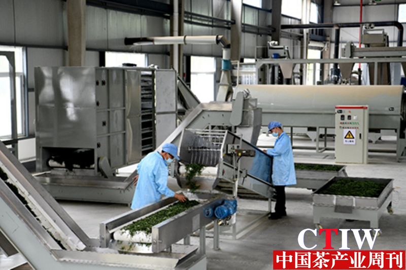 有关于四川青川“天下茶道 七佛味道”：一片小叶子 成就大产业的内容(1)