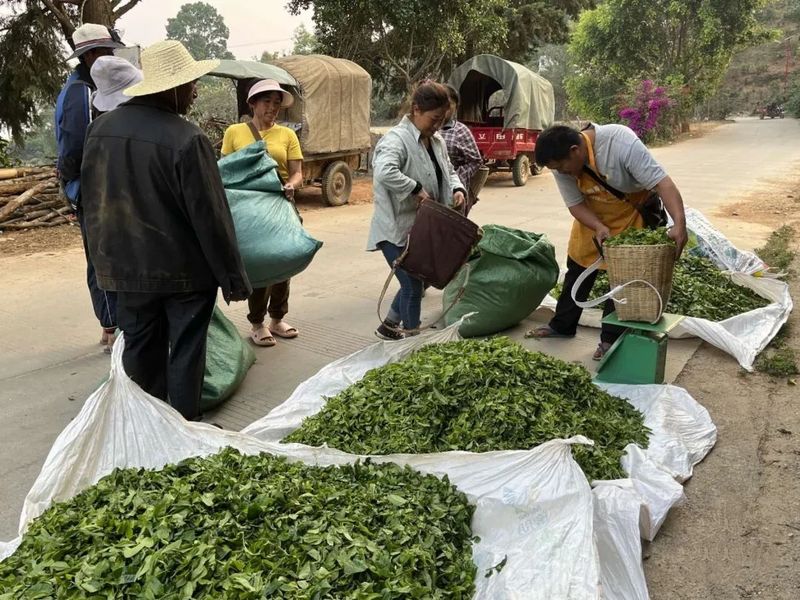 有关于邦丙乡：党建引领茶业兴 走出富民“茶之路”的相关信息(1)