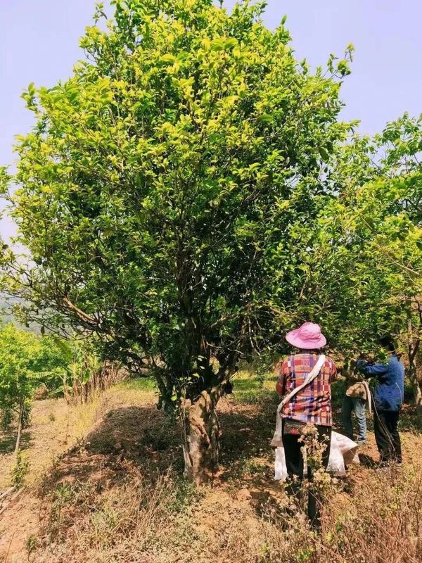 有关于邦丙乡：党建引领茶业兴 走出富民“茶之路”的相关信息
