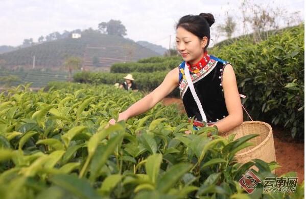 关于跑好普洱茶复兴路上的接力赛的内容(2)