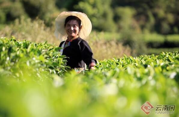 关于跑好普洱茶复兴路上的接力赛的内容(1)