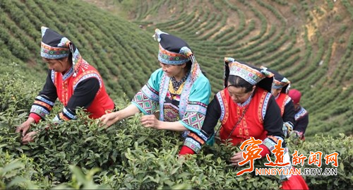 关于宁远：返乡种茶三千亩 带富一方乡邻的信息
