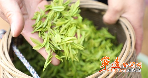 关于宁远：返乡种茶三千亩 带富一方乡邻的信息(1)