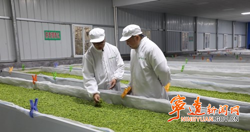 关于宁远：返乡种茶三千亩 带富一方乡邻的信息(2)