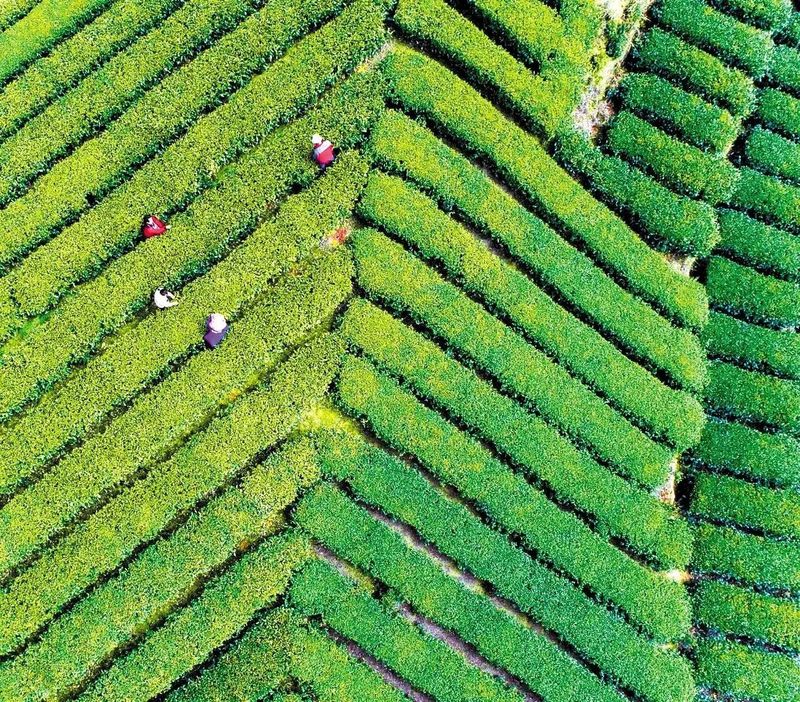 有关于湖北春茶季到底多有趣？这么给你们说吧的消息(8)