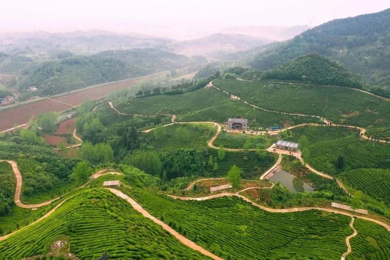 有关于湖北春茶季到底多有趣？这么给你们说吧的消息(7)