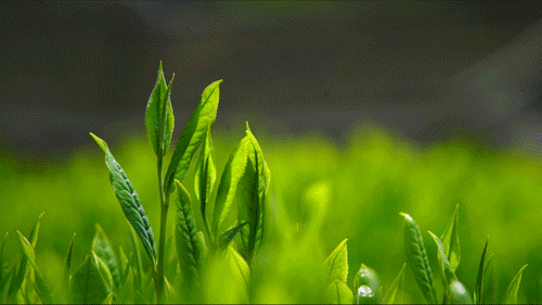 有关于湖北春茶季到底多有趣？这么给你们说吧的消息(6)