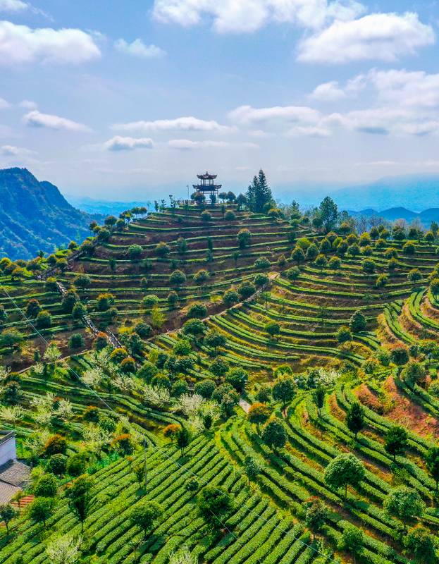 有关于湖北春茶季到底多有趣？这么给你们说吧的消息