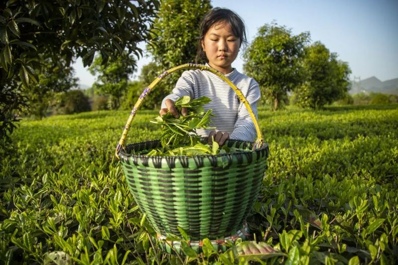 有关于新景镇：2万亩茶园接续描绘乡村振兴新景的信息(14)