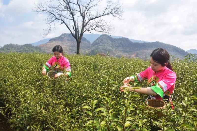 有关于新景镇：2万亩茶园接续描绘乡村振兴新景的信息(4)