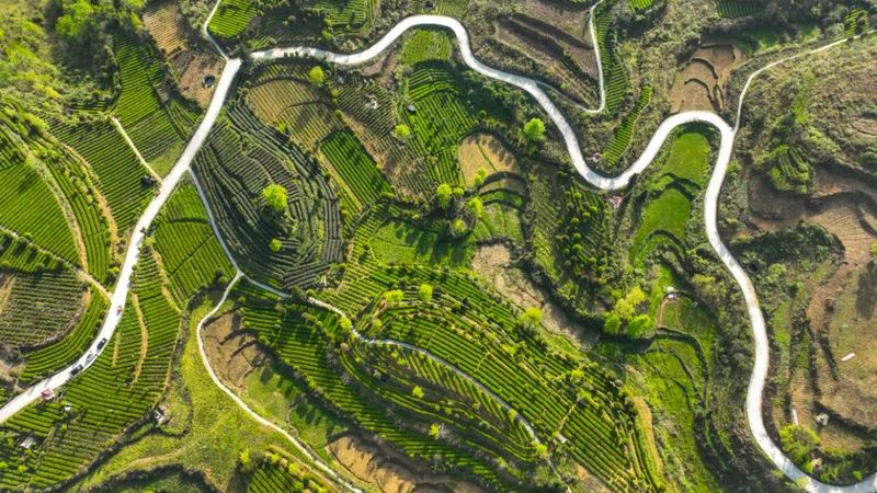 有关于新景镇：2万亩茶园接续描绘乡村振兴新景的信息(2)