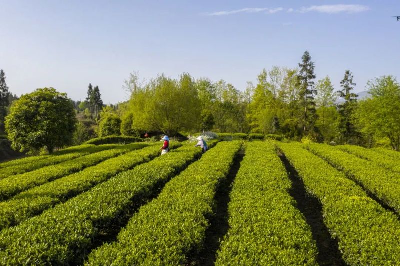 有关于新景镇：2万亩茶园接续描绘乡村振兴新景的信息(5)