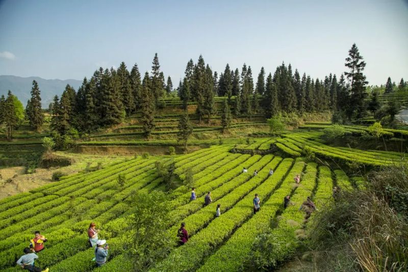 有关于新景镇：2万亩茶园接续描绘乡村振兴新景的信息(7)