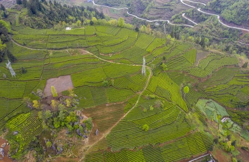 有关于新景镇：2万亩茶园接续描绘乡村振兴新景的信息(12)