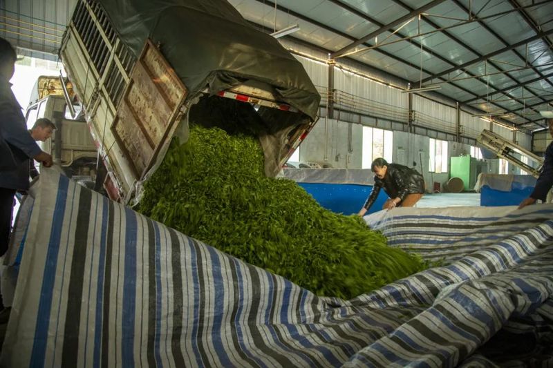 有关于新景镇：2万亩茶园接续描绘乡村振兴新景的信息(9)