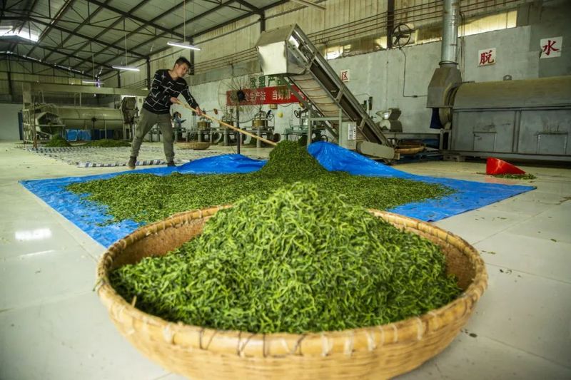 有关于新景镇：2万亩茶园接续描绘乡村振兴新景的信息(11)