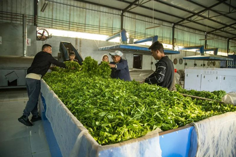 有关于新景镇：2万亩茶园接续描绘乡村振兴新景的信息(10)