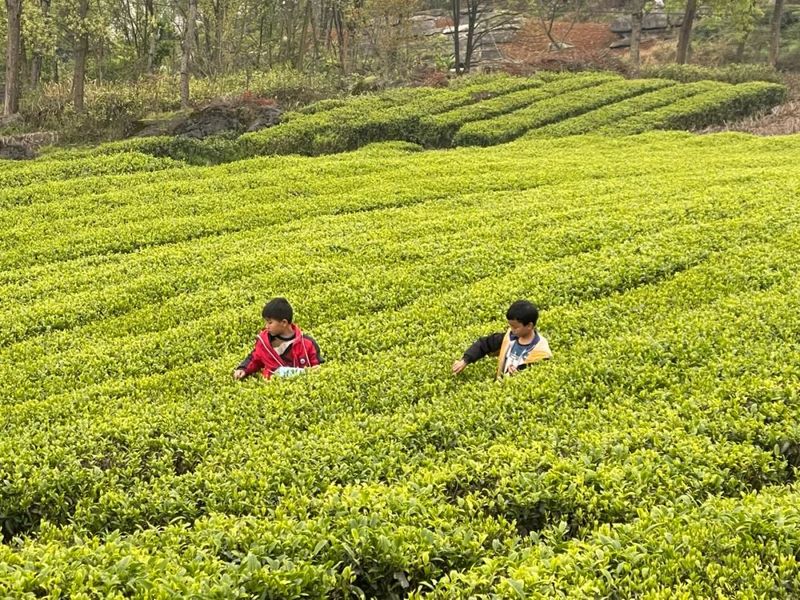 有关于新景镇：2万亩茶园接续描绘乡村振兴新景的信息(15)