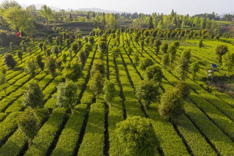 有关于新景镇：2万亩茶园接续描绘乡村振兴新景的信息(1)