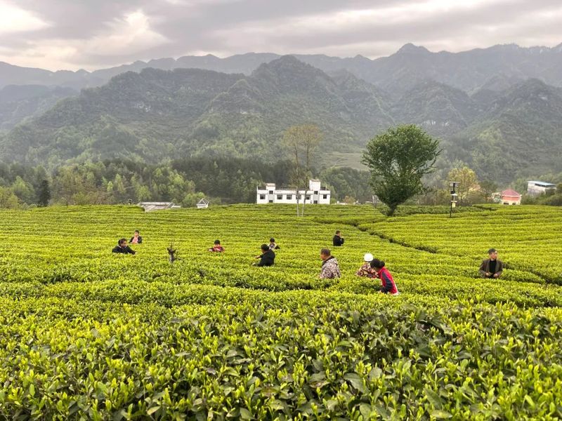 有关于新景镇：2万亩茶园接续描绘乡村振兴新景的信息(13)