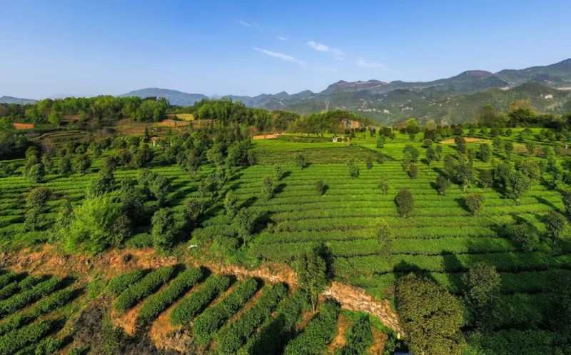 有关于新景镇：2万亩茶园接续描绘乡村振兴新景的信息