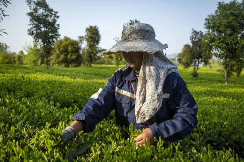 有关于新景镇：2万亩茶园接续描绘乡村振兴新景的信息(6)
