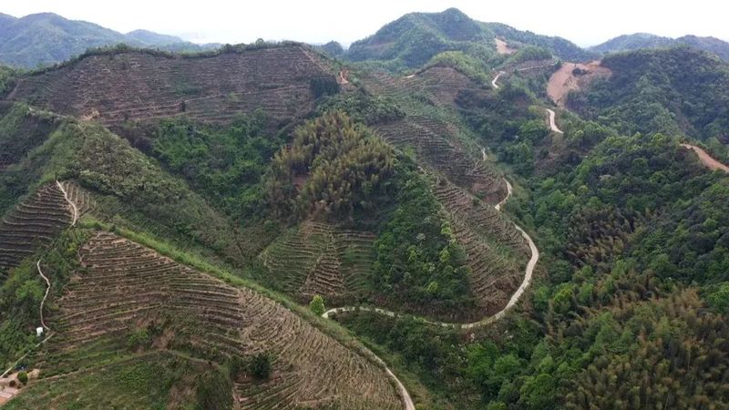 关于桃林镇：茶叶经济铺就乡村振兴路的信息(2)