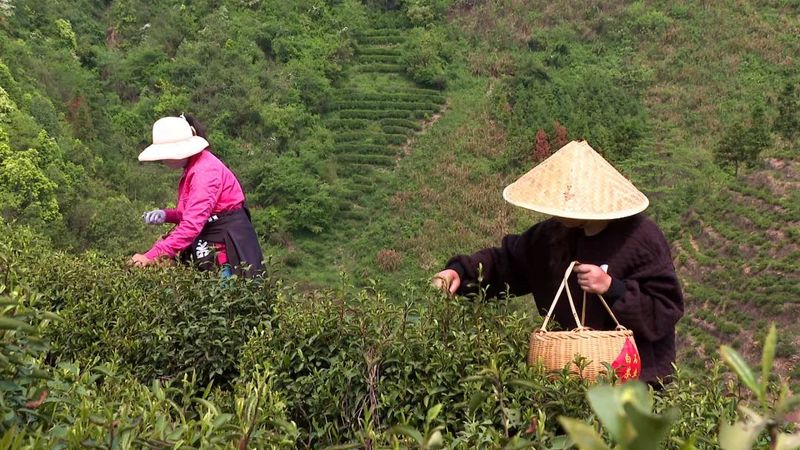 关于桃林镇：茶叶经济铺就乡村振兴路的信息