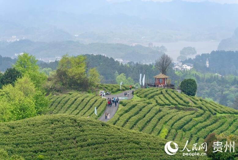 有关于贵州贵阳：春茶采摘正当时的信息(1)