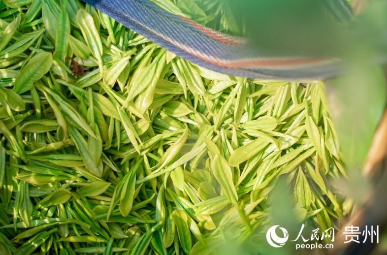有关于贵州贵阳：春茶采摘正当时的信息(10)