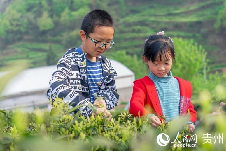 有关于贵州贵阳：春茶采摘正当时的信息(4)