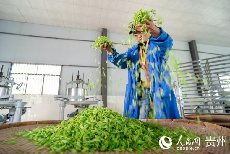 有关于贵州贵阳：春茶采摘正当时的信息(11)