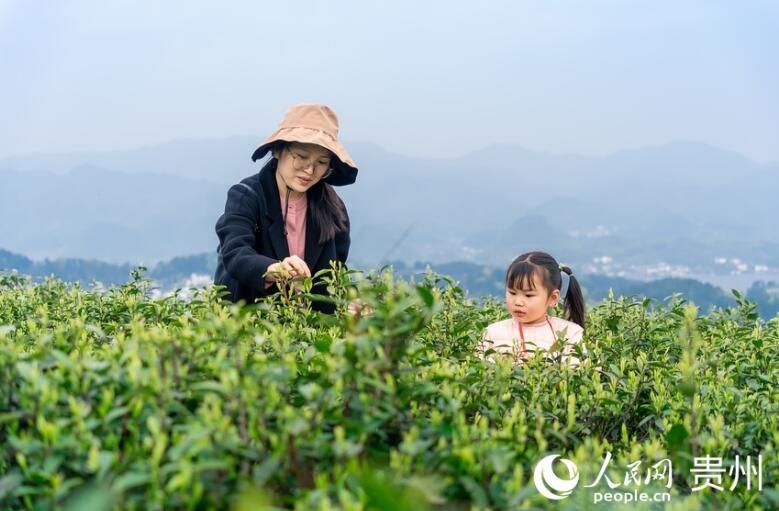 有关于贵州贵阳：春茶采摘正当时的信息(3)