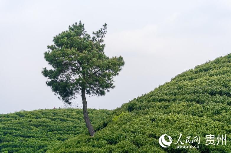 有关于贵州贵阳：春茶采摘正当时的信息(2)