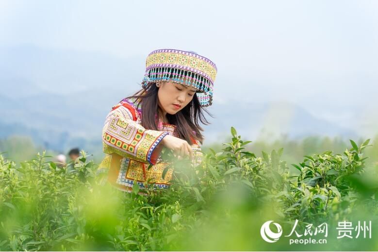有关于贵州贵阳：春茶采摘正当时的信息(9)