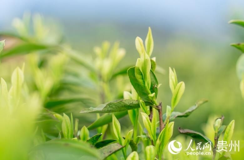 有关于贵州贵阳：春茶采摘正当时的信息(5)