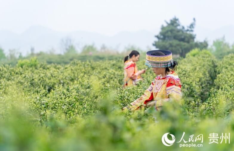 有关于贵州贵阳：春茶采摘正当时的信息(8)