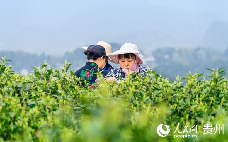 有关于贵州贵阳：春茶采摘正当时的信息(6)