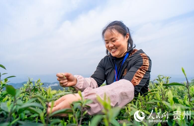 有关于贵州贵阳：春茶采摘正当时的信息(7)