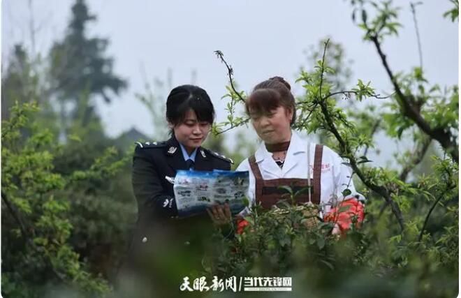 关于普定公安：多措并举 护航辖区春茶采摘的内容(2)
