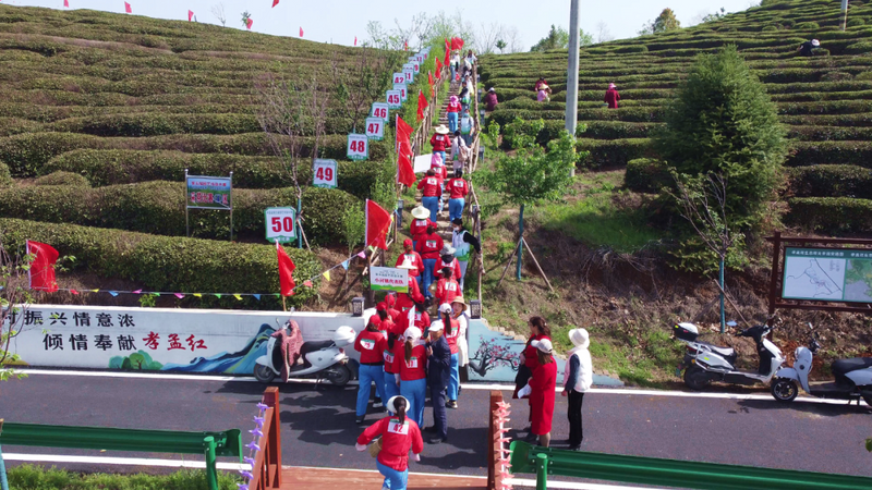 关于孝昌50名采茶能手打擂台 上演“指尖争霸”的新闻(10)