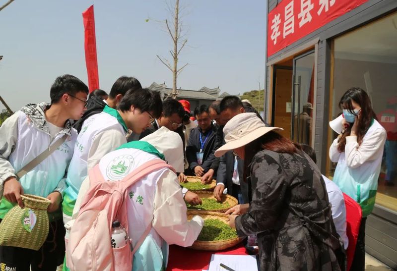 关于孝昌50名采茶能手打擂台 上演“指尖争霸”的新闻(19)