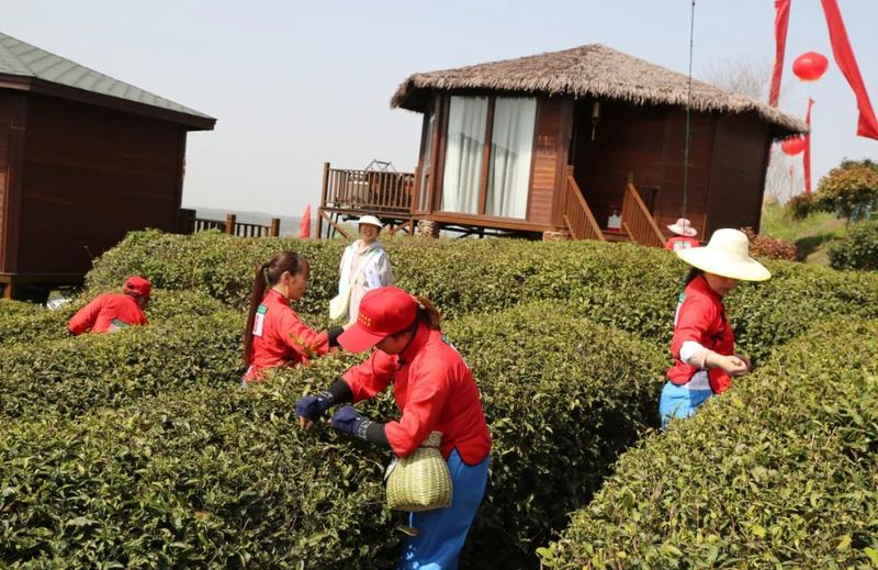 关于孝昌50名采茶能手打擂台 上演“指尖争霸”的新闻(22)